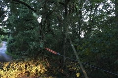 180727_Baum auf Straße (2)