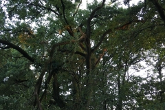 180727_Baum auf Straße (4)