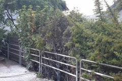 2019_06_21_Thuja-15