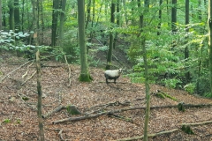 2021_10_10_Tierrettung-4
