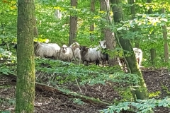 2021_10_10_Tierrettung-8