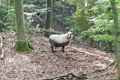 2021_10_10_Tierrettung-9