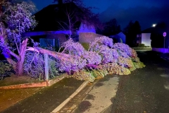 2022_02_21_Baum_auf_Strasse-2