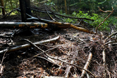 2024_08_24_Waldbrand-3