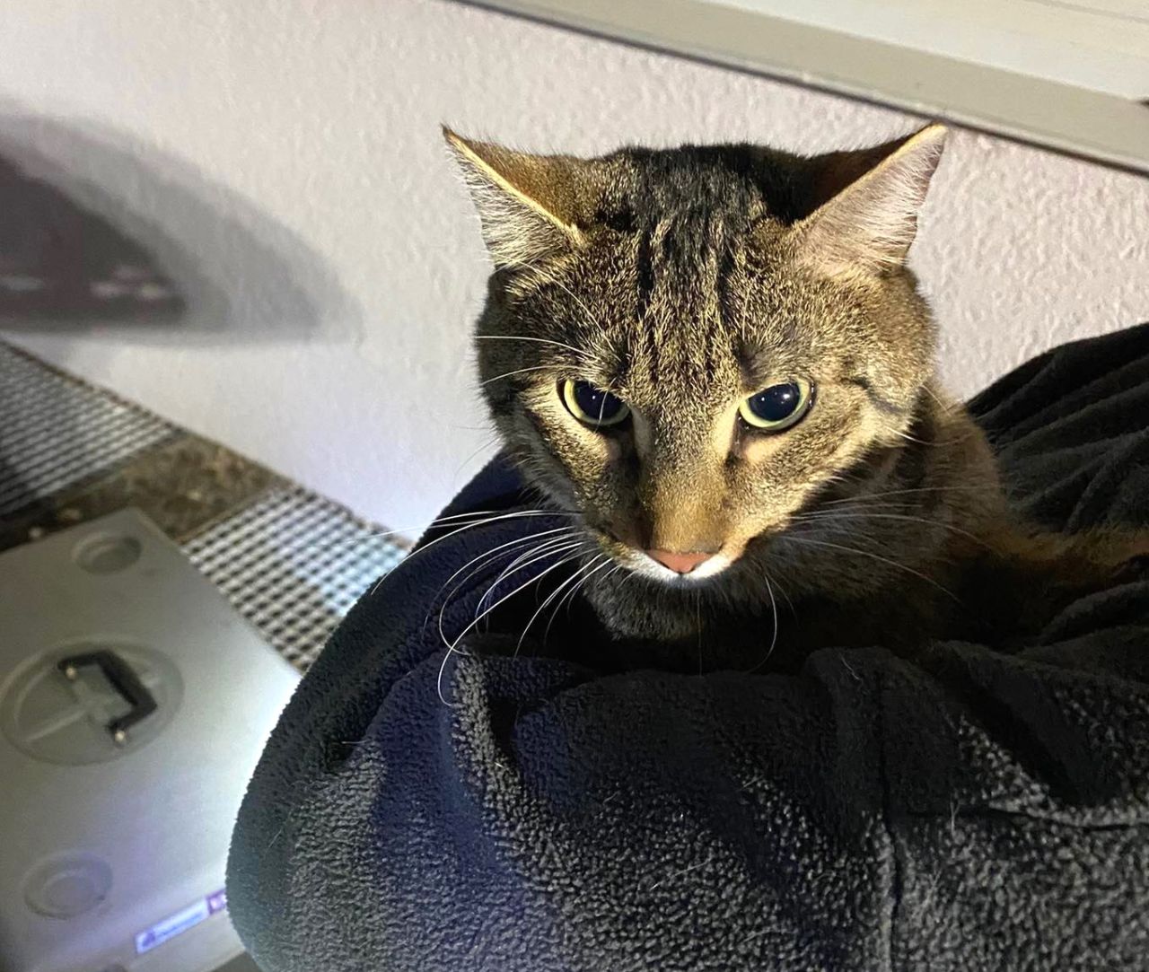 2022_05_28_Katze (1)