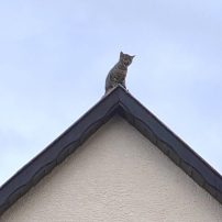 Die Leitung der Feuerwehr wurde von der Leitstelle über eine Katze informiert, die auf das Dach eines Hauses geklettert war und bereits seit einigen Stunden auf dem Dachfirst fest saß. Die Katze wurde mittels Steckleiter gerettet und an die Besitzerin übergeben.

Laufende Nummer: 16/2024
