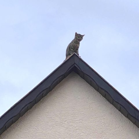 Die Leitung der Feuerwehr wurde von der Leitstelle über eine Katze informiert, die auf das Dach eines Hauses geklettert war und bereits seit einigen Stunden auf dem Dachfirst fest saß. Die Katze wurde mittels Steckleiter gerettet und an die Besitzerin übergeben.

Laufende Nummer: 16/2024