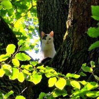 Eine Katze saß seit mehreren Stunden in ca. 20 Meter Höhe in einem Baum im Wald fest. Die Einsatzstelle wurde vor Ort erkundet. Aufgrund der Höhe und der abgeschiedenen Lage des Baumes fernab aller Wege war ein Einsatz mit Mitteln der Feuerwehr nicht ...

Laufende Nummer: 81/2025