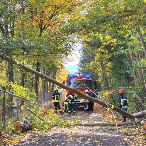 Die Feuerwehr Rodenbach wurde zu einem umgestürzten Baum in der Straße Am Aueweg alarmiert. Der Baum wurde mittels Kettensäge zerkleinert und am Wegesrand abgelegt. Ein weiterer Baum, welcher ...

Laufende Nummer: 101/2025