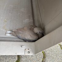 Die Feuerwehr Rodenbach wurde zu einer Tierrettung in die Jahnstraße alarmiert. Dort wurde eine verletzte Jungtaube aufgenommen und zu einer Pflegestelle verbracht...

Laufende Nummer: 102/2025