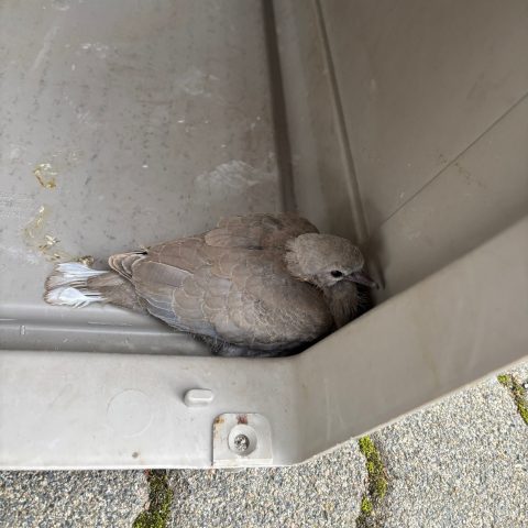 Die Feuerwehr Rodenbach wurde zu einer Tierrettung in die Jahnstraße alarmiert. Dort wurde eine verletzte Jungtaube aufgenommen und zu einer Pflegestelle verbracht...

Laufende Nummer: 102/2025