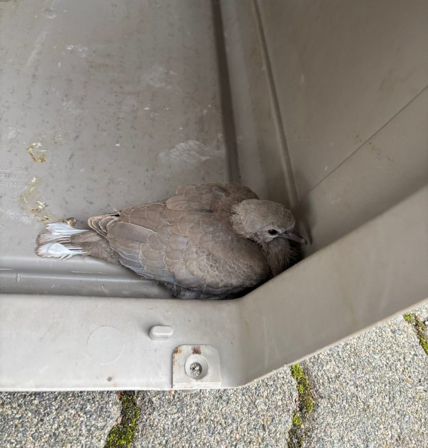 2025_10_26_Tierrettung1