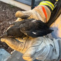 Die Feuerwehr Rodenbach wurde von der Leistelle zu einer Tierrettung alarmiert. Eine augenscheinlich verletzte junge Rabenkrähe wurde in einem Keller aufgenommen. Das Tier wurde in eine Tierarztpraxis nach Gründau verbracht und an diese übergeben.

Laufende Nummer: 58/2026