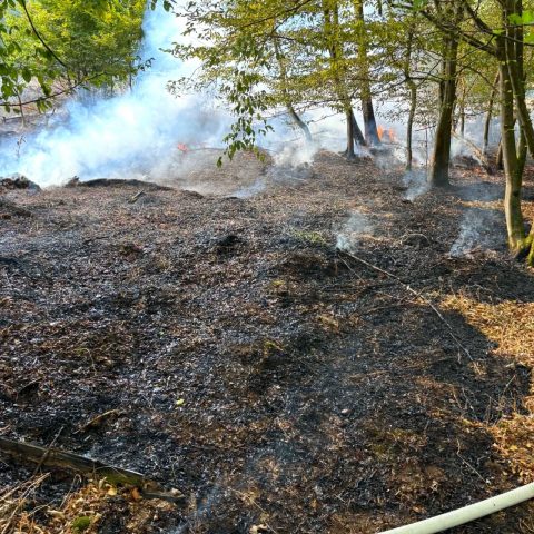 Die Feuerwehr Rodenbach wurde am Sonntagvormittag gegen 10:30 Uhr zu einem Waldbrand im Bereich des Kaiserfeldes in Richtung Hanau-Wolfgang alarmiert. Da zunächst unterschiedliche Meldungen über ...

Laufende Nummer: 66/2026